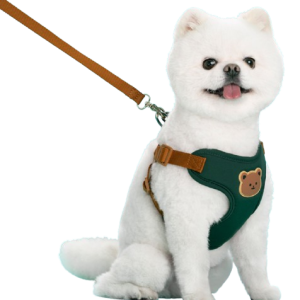 Forest Green Bear Harness & Leash Set